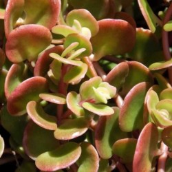 Sedum makinoi Lime