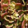 Sedum makinoi Lime