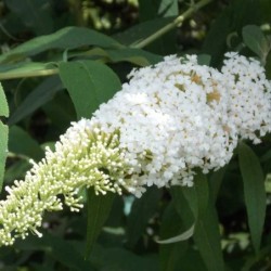 Arbre à papillon White Bouqet