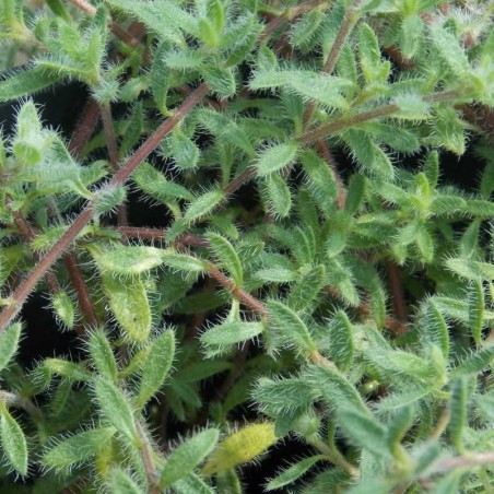 Thym cilié