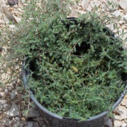 Thym cilié