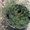 Thym cilié