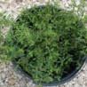 Thym serpolet